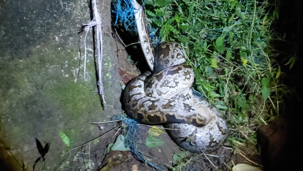 বাঁকুড়ার রাইপুরে কৌশিক সেনের বাড়ি থেকে বিশাল ময়াল (অজগর) উদ্ধার, চাঞ্চল্য এলাকায়